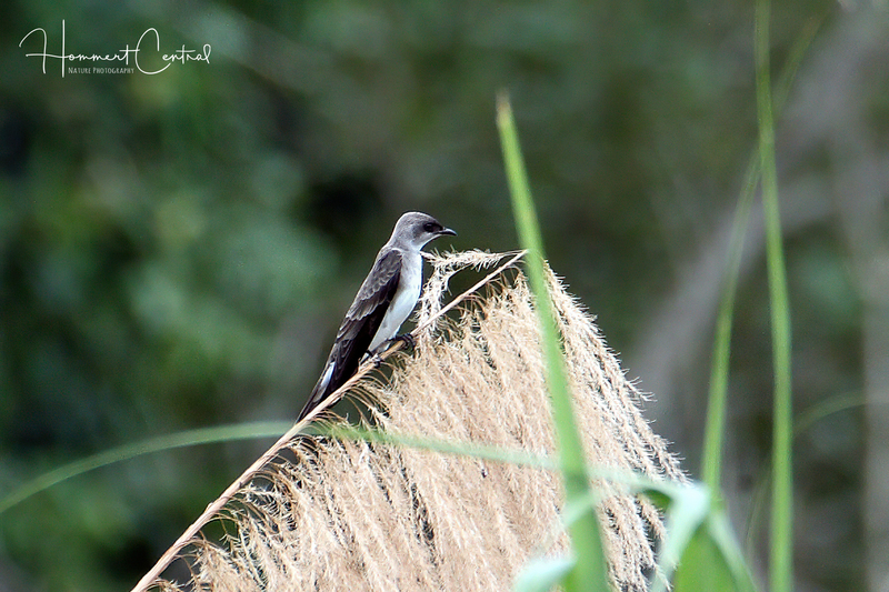 Brown-chested Martin (01).jpg