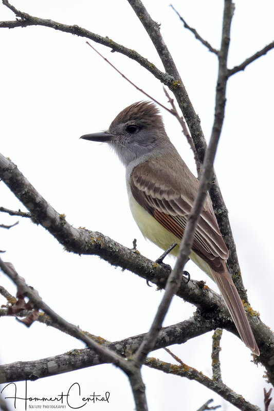 Brown-crested Flycatcher (02).jpg