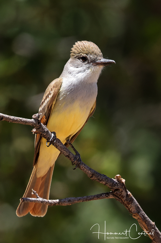Brown-crested Flycatcher (03).jpg