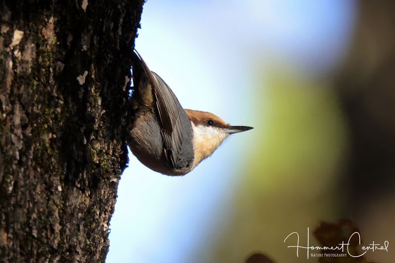Brown-headed Nuthatch (03).jpg