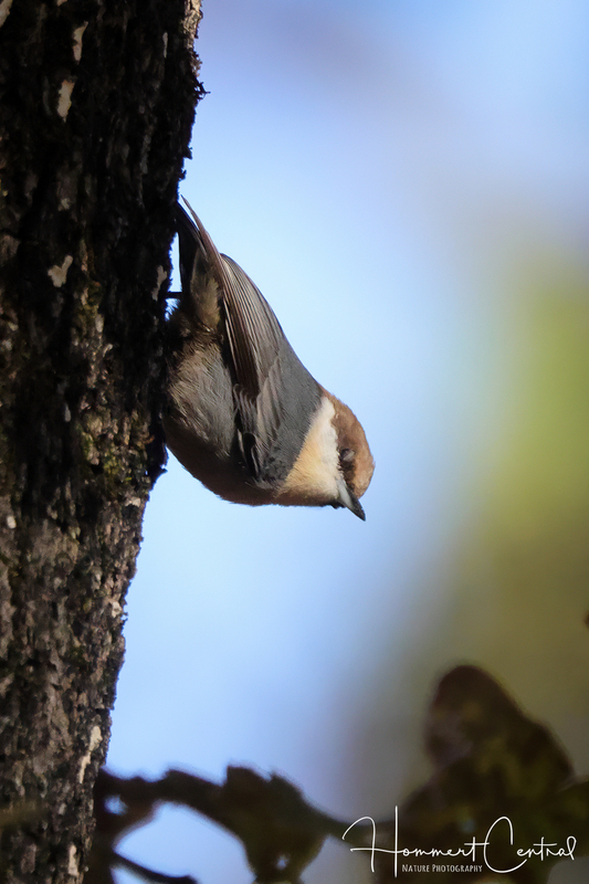 Brown-headed Nuthatch (05).jpg