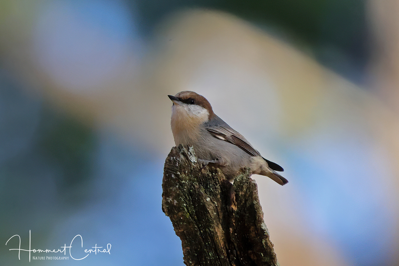 Brown-headed Nuthatch (06).jpg