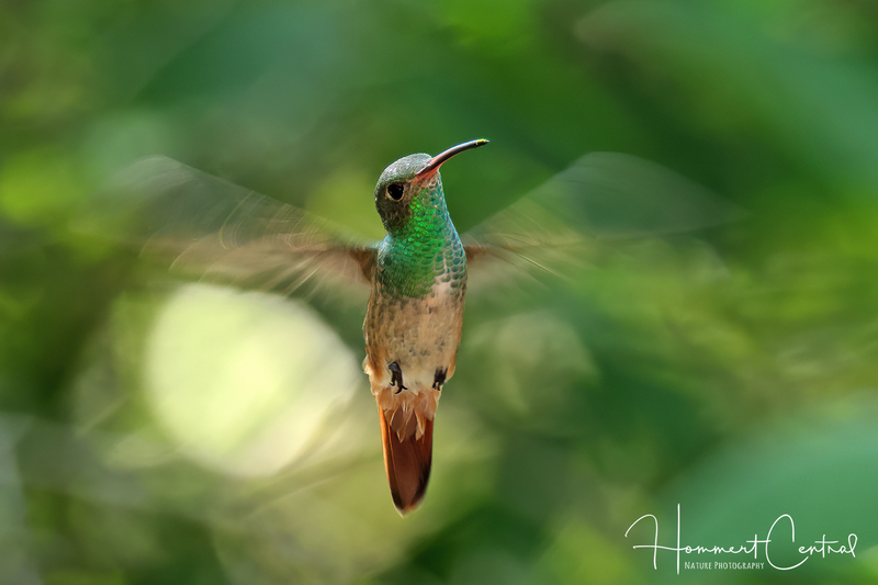 Buff-bellied Hummingbird (04).jpg