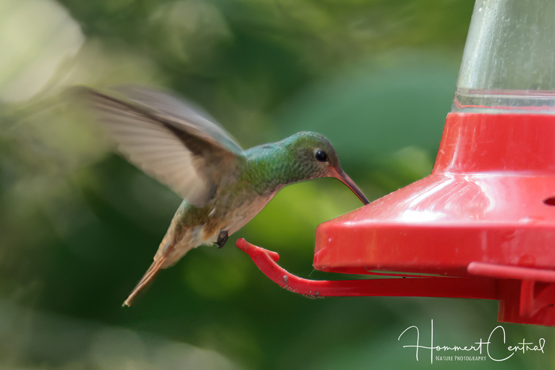 Buff-bellied Hummingbird (05).jpg