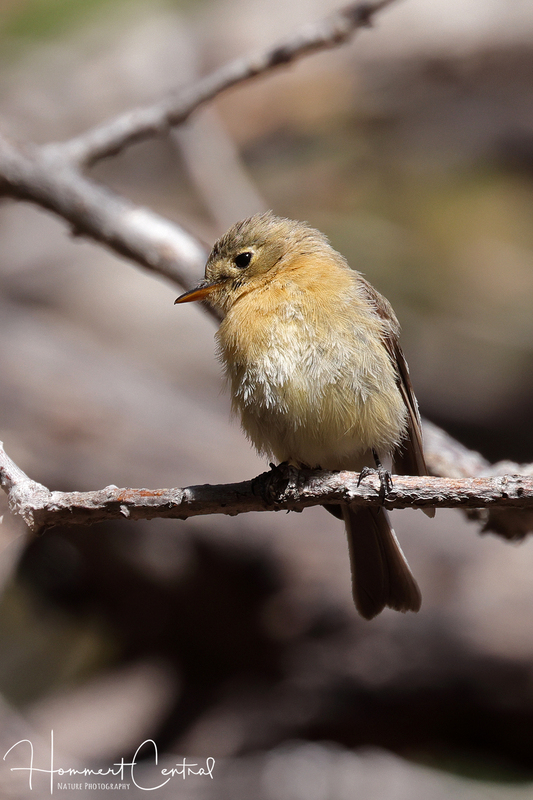Buff-breasted Flycatcher (01).jpg