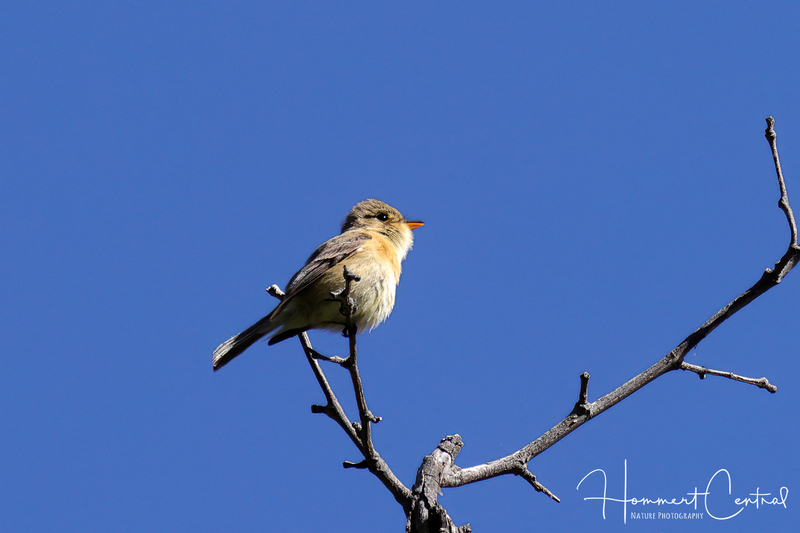 Buff-breasted Flycatcher (02).jpg