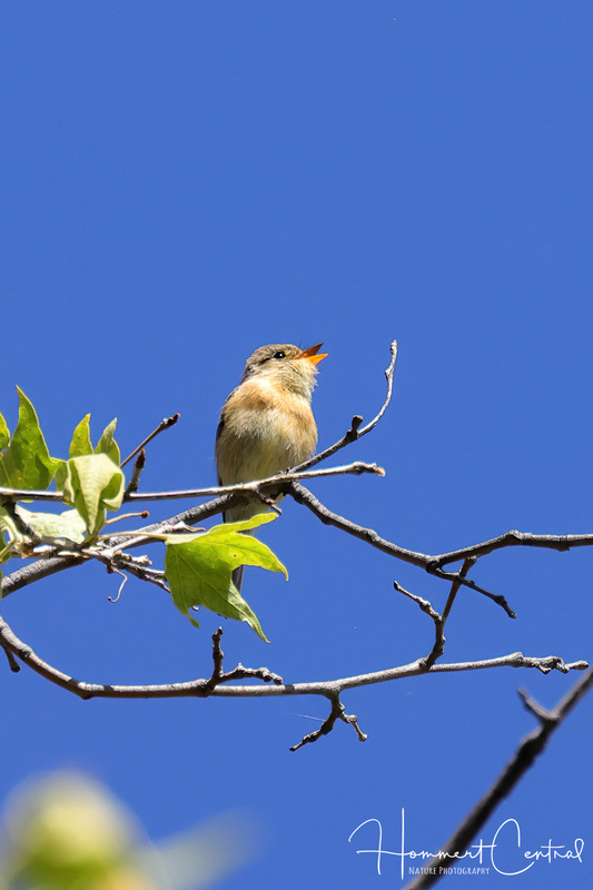 Buff-breasted Flycatcher (03).jpg
