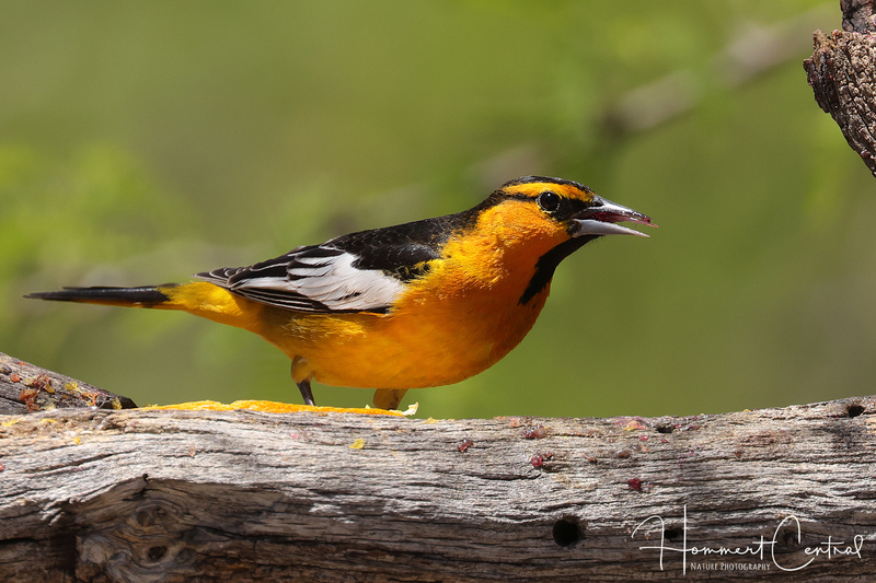 Bullocks Oriole (03).jpg