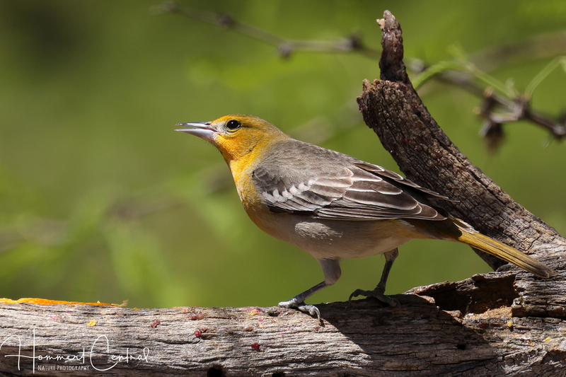 Bullocks Oriole (female) (01).jpg