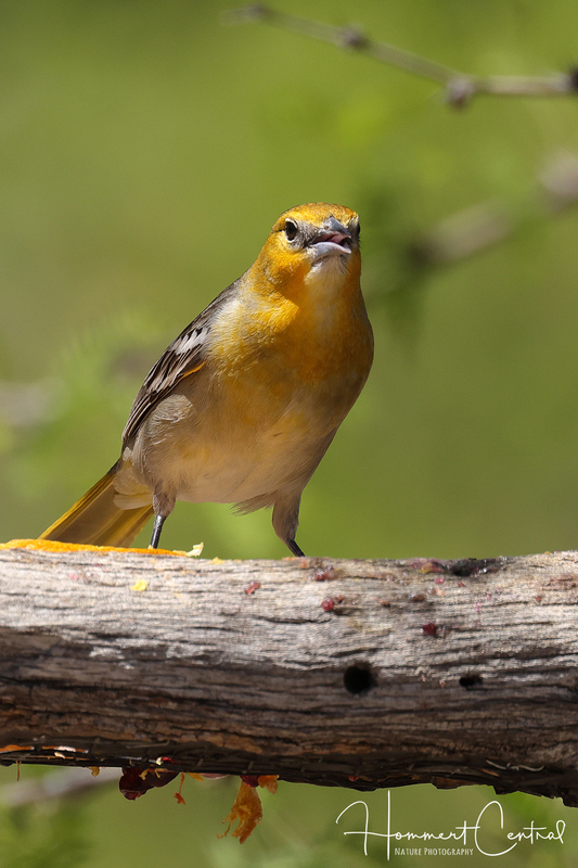 Bullocks Oriole (female) (02).jpg