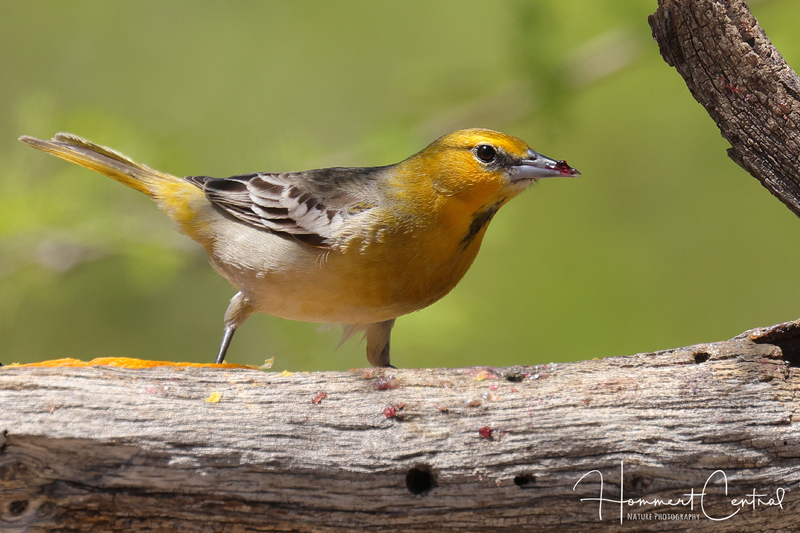 Bullocks Oriole (first-year male) (01).jpg