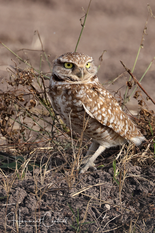 Burrowing Owl (17).jpg