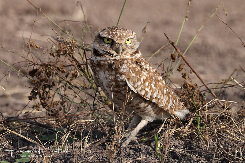 Burrowing Owl (18).jpg