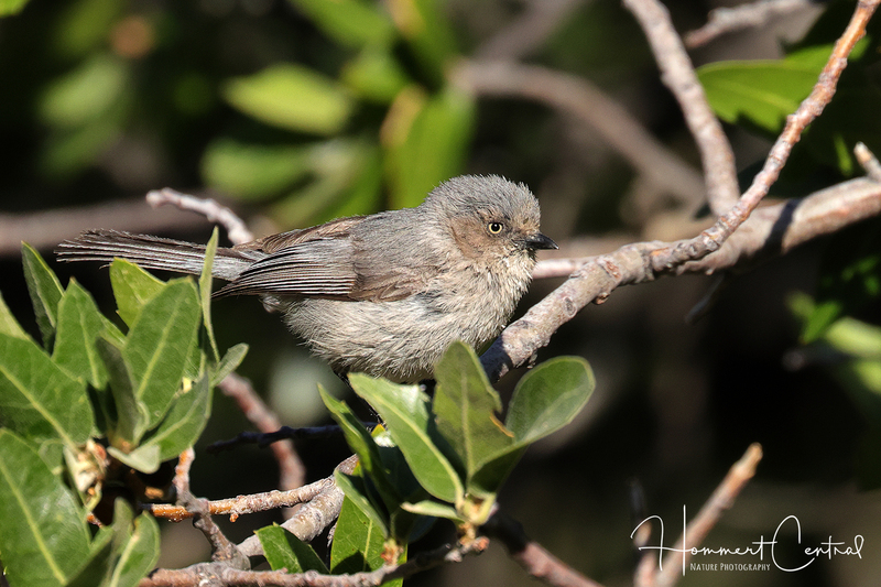 Bushtit (11).jpg