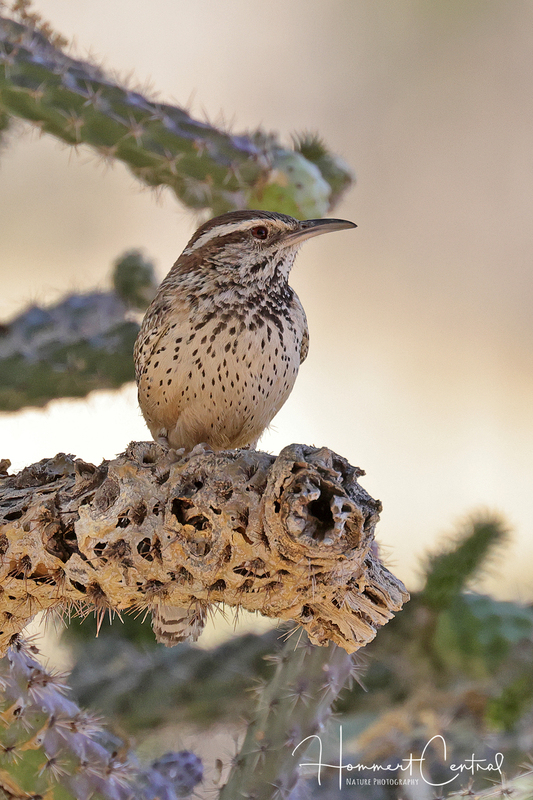 Cactus Wren (03).jpg