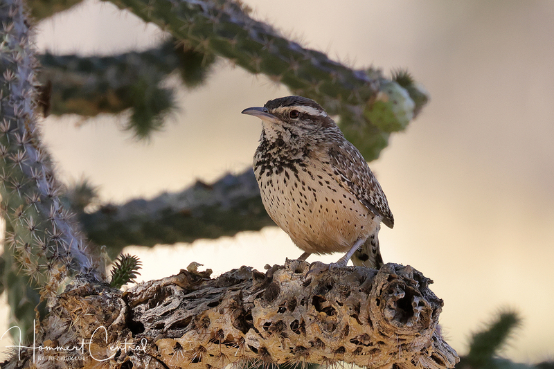 Cactus Wren (04).jpg