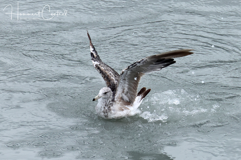 California Gull (immature) (04).jpg