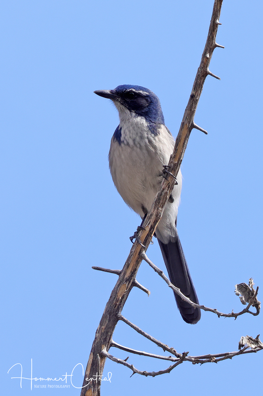 California Scrub-Jay (04).jpg