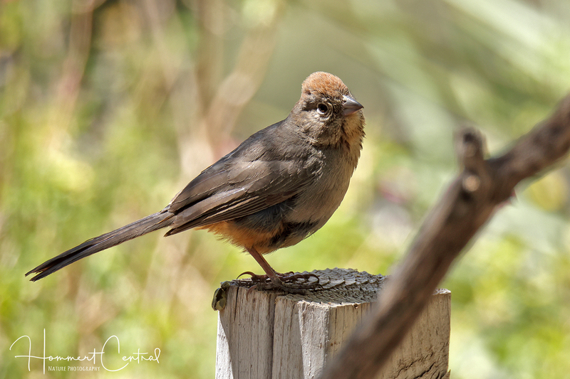 Canyon Towhee (07).jpg