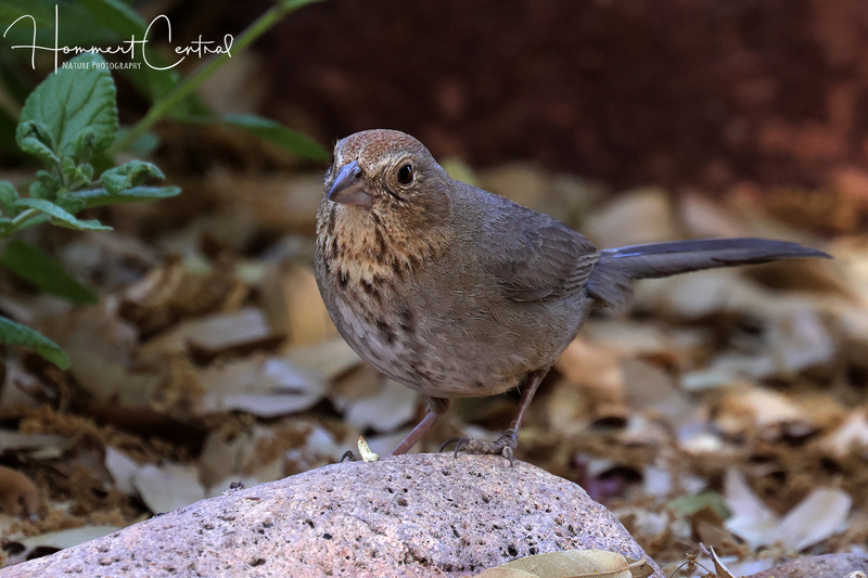 Canyon Towhee (08).jpg