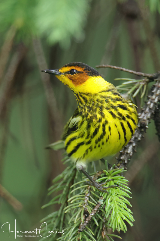 Cape May Warbler (10).jpg