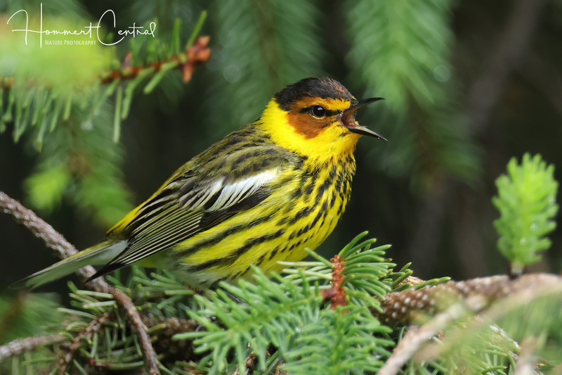 Cape May Warbler (11).jpg