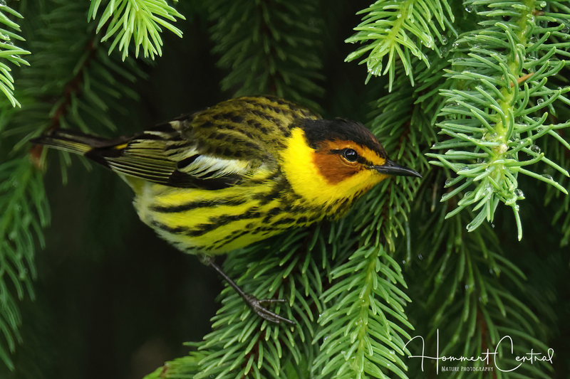 Cape May Warbler (12).jpg