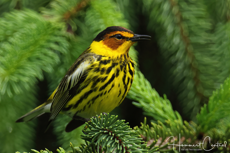 Cape May Warbler (13).jpg