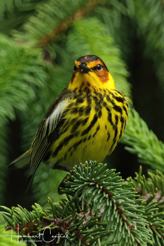 Cape May Warbler (14).jpg