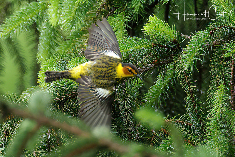 Cape May Warbler (15).jpg