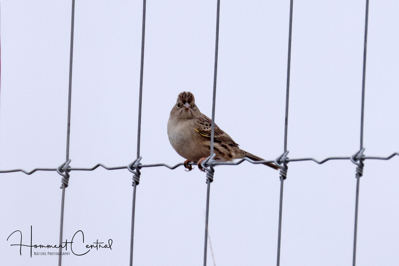 Cassins Sparrow (04).jpg