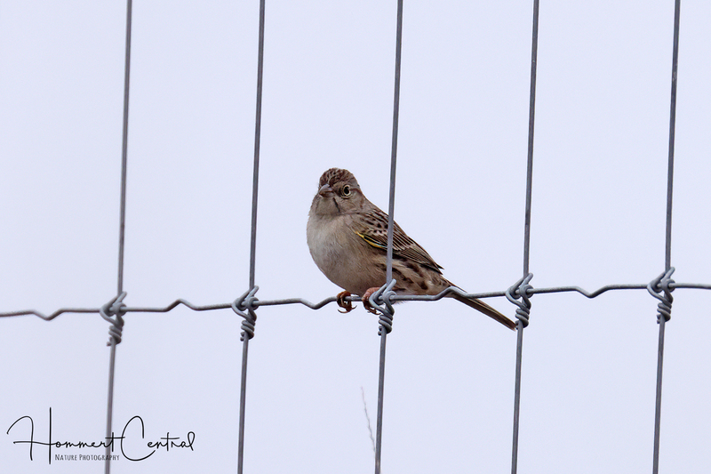 Cassins Sparrow (05).jpg
