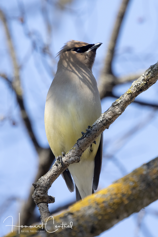 Cedar Waxwing (20).jpg