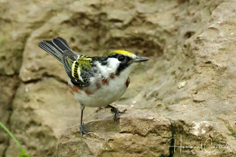 Chestnut-sided Warbler (09).jpg