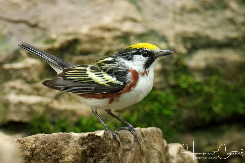 Chestnut-sided Warbler (10).jpg