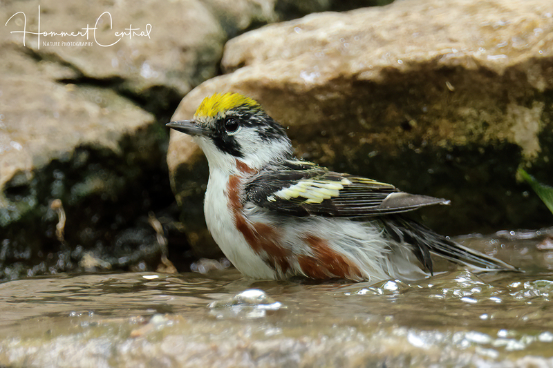 Chestnut-sided Warbler (11).jpg