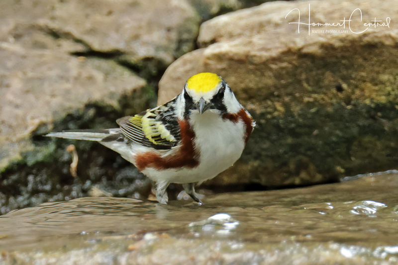 Chestnut-sided Warbler (12).jpg