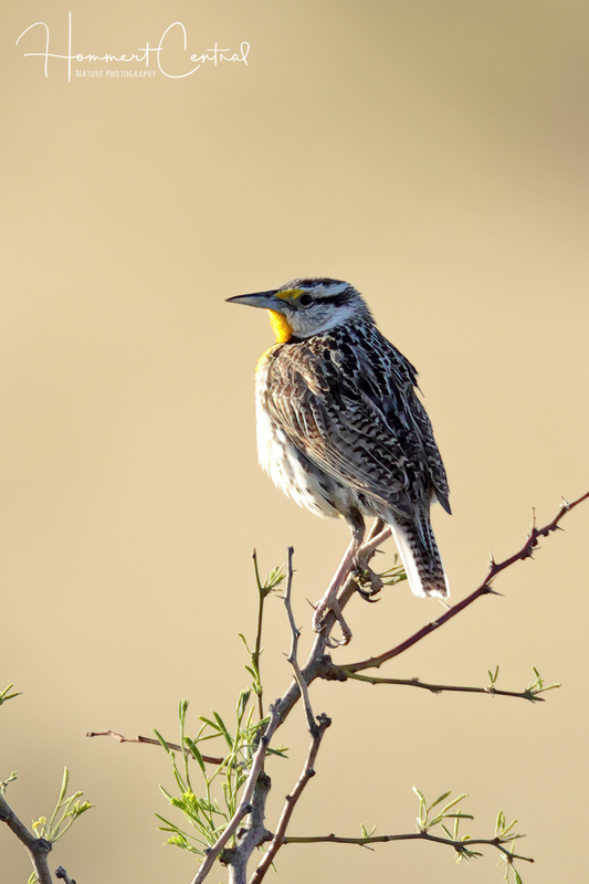 Chihuahuan Meadowlark (01).jpg