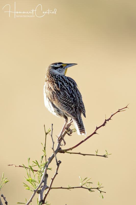 Chihuahuan Meadowlark (02).jpg