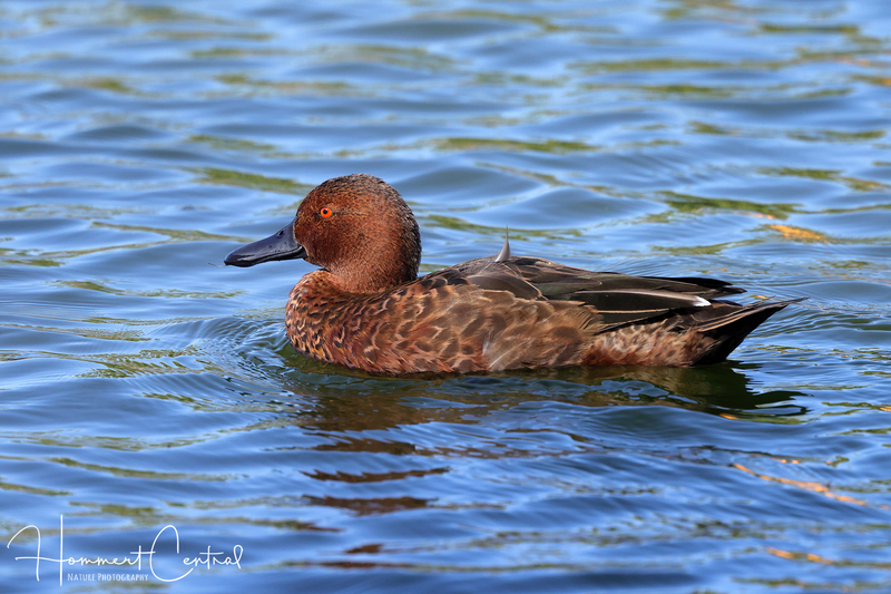 Cinnamon Teal (09).jpg