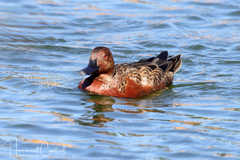 Cinnamon Teal (10).jpg
