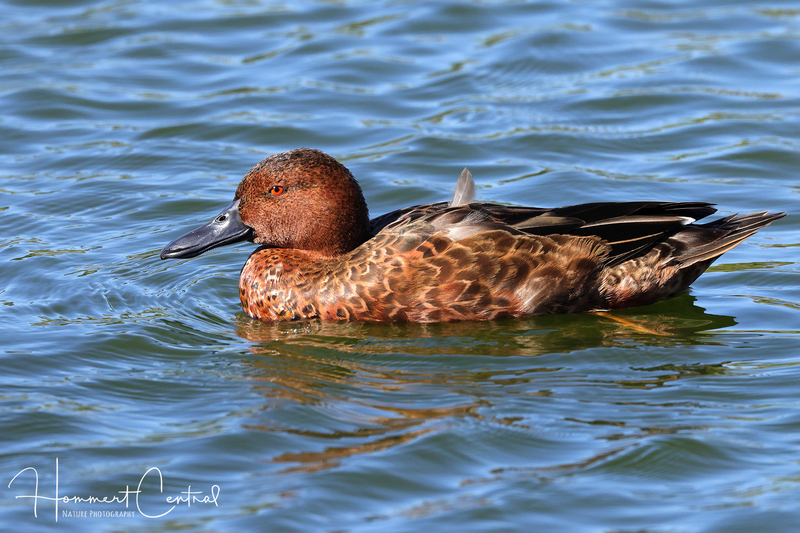 Cinnamon Teal (11).jpg