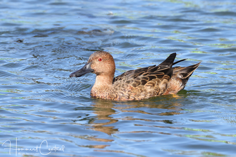Cinnamon Teal (female) (01).jpg