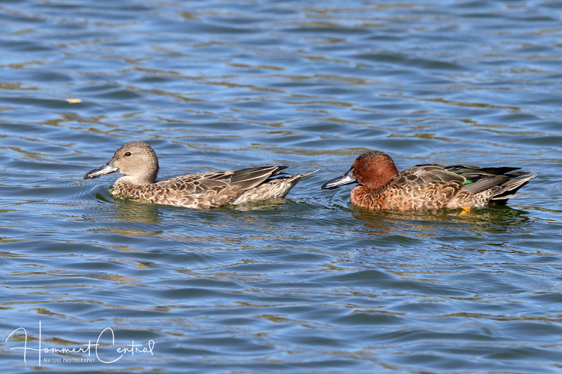 Cinnamon Teal (male and female) (01).jpg