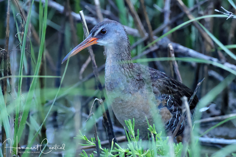 Clapper Rail (01).jpg