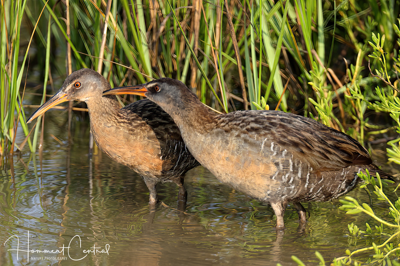 Clapper Rail (02).jpg