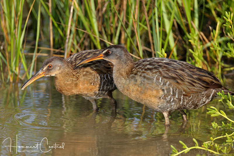 Clapper Rail (03).jpg
