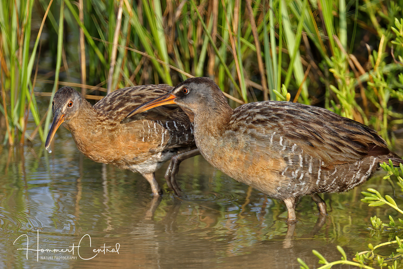 Clapper Rail (04).jpg