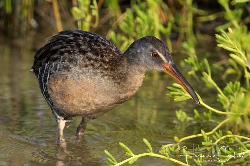 Clapper Rail (05).jpg