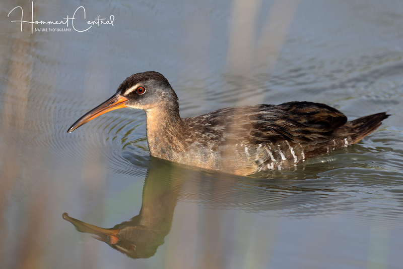 Clapper Rail (06).jpg